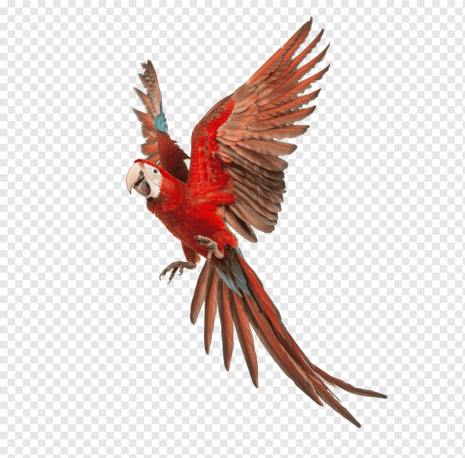 Красный попугай в полете на прозрачном фоне