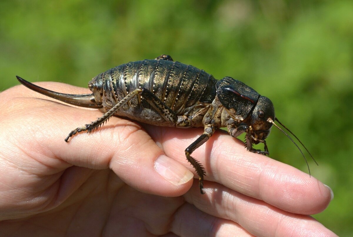 Макросъемка насекомых