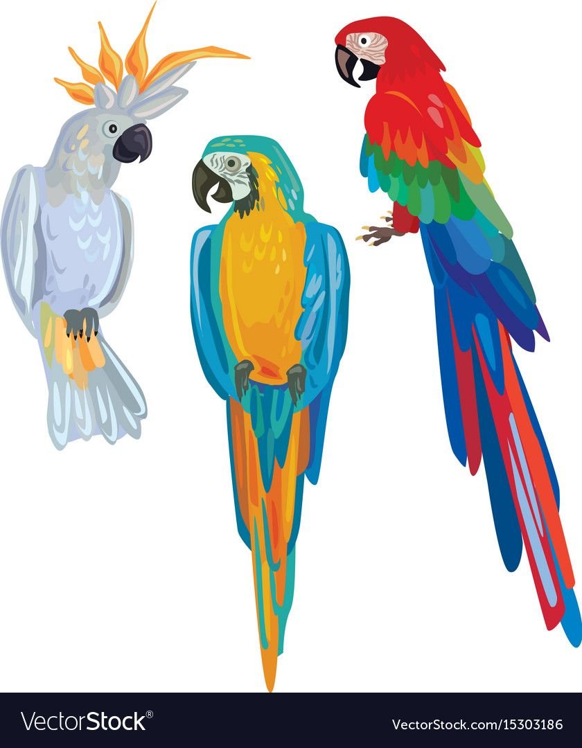 Яркий попугай ара в полете в векторе