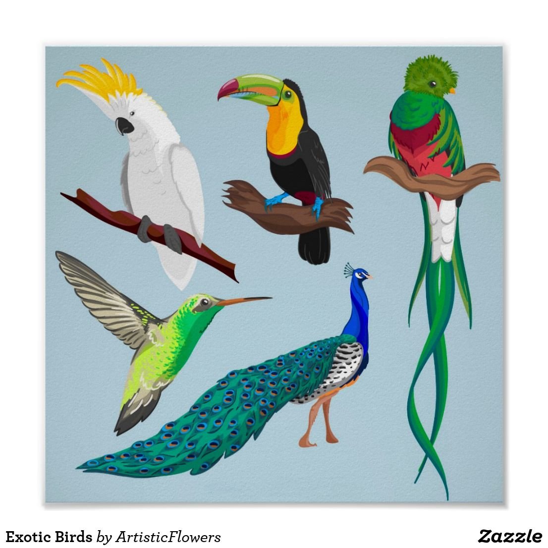 Экзотические птицы для детей