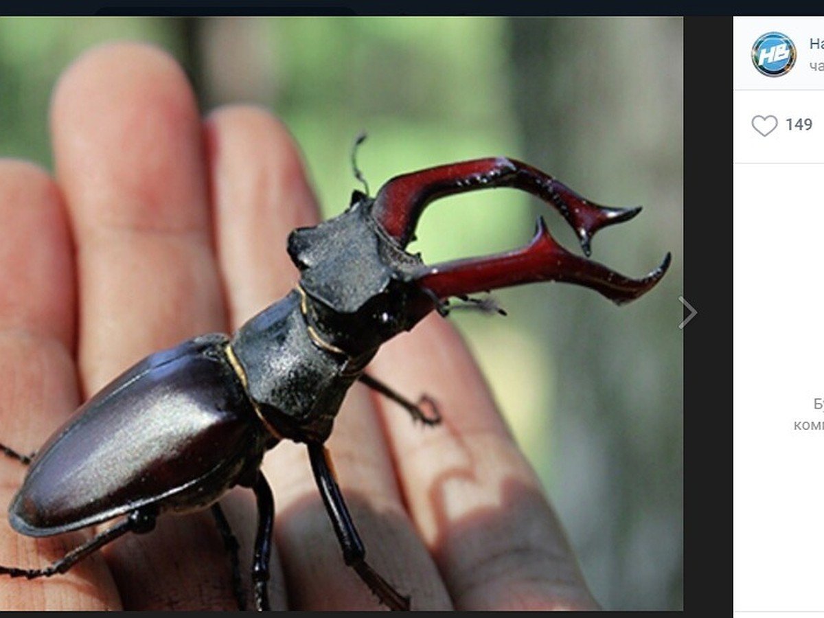 Жук-олень (Lucanus Cervus)