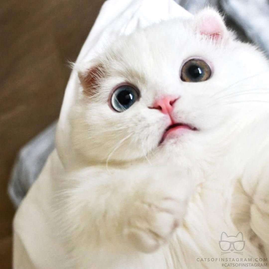 Cat with Marshmallow