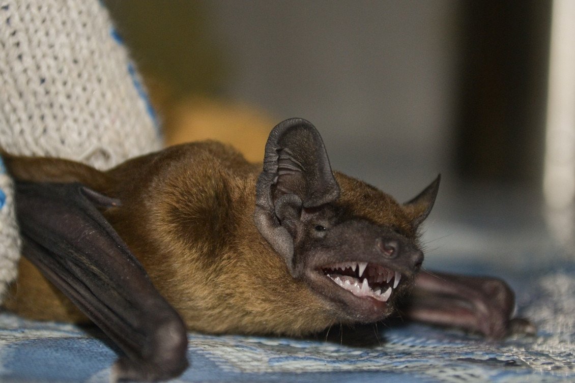 Летучие мыши в Подмосковье