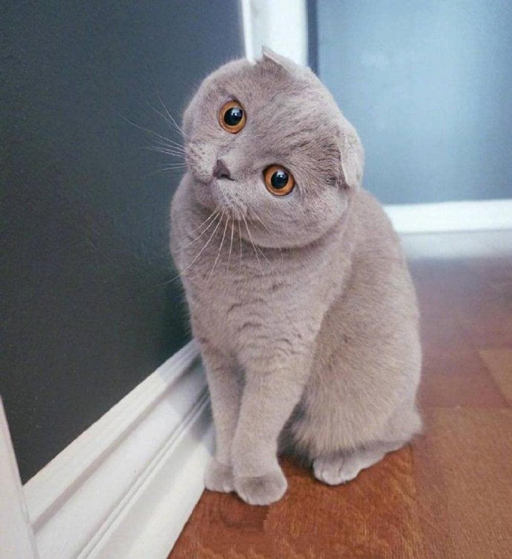 Шотландский вислоухий кот серый