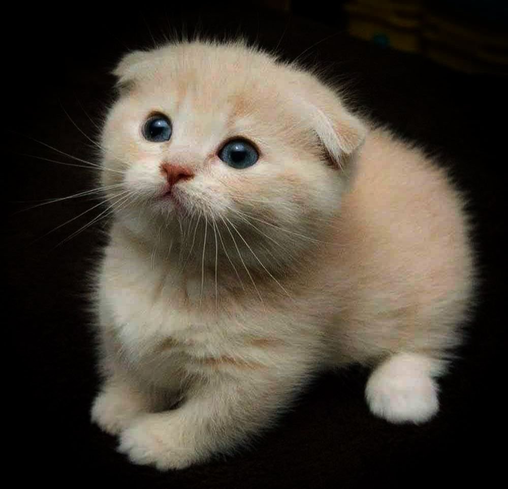 Шотландский Рэгдолл