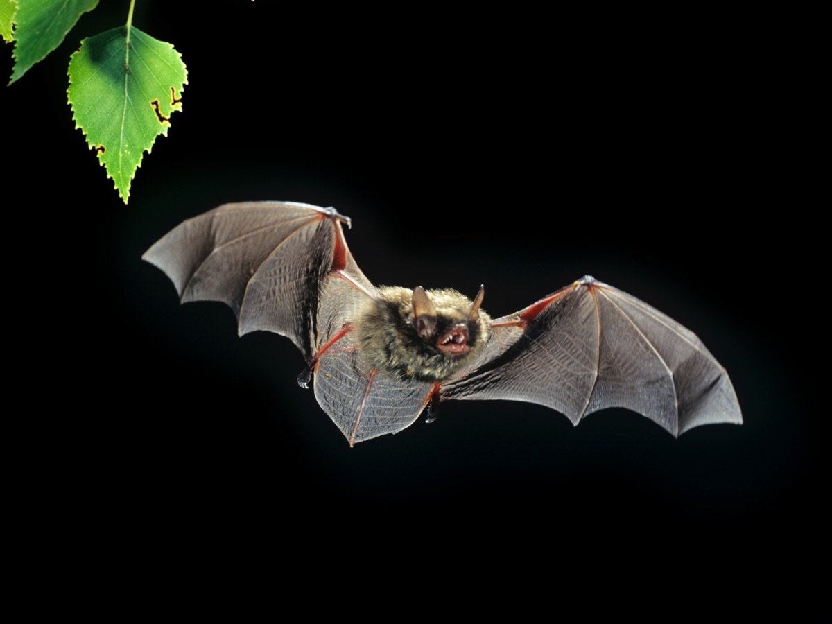 Летучая мышь ночница Брандта