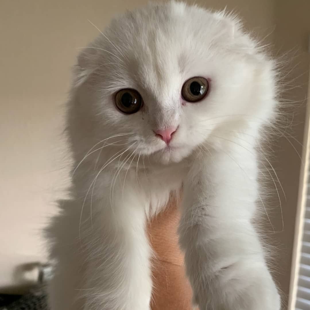 Шотландская вислоухая кошка белая