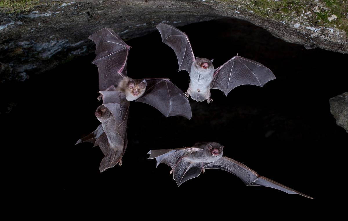 Летучие мыши в Челябинске