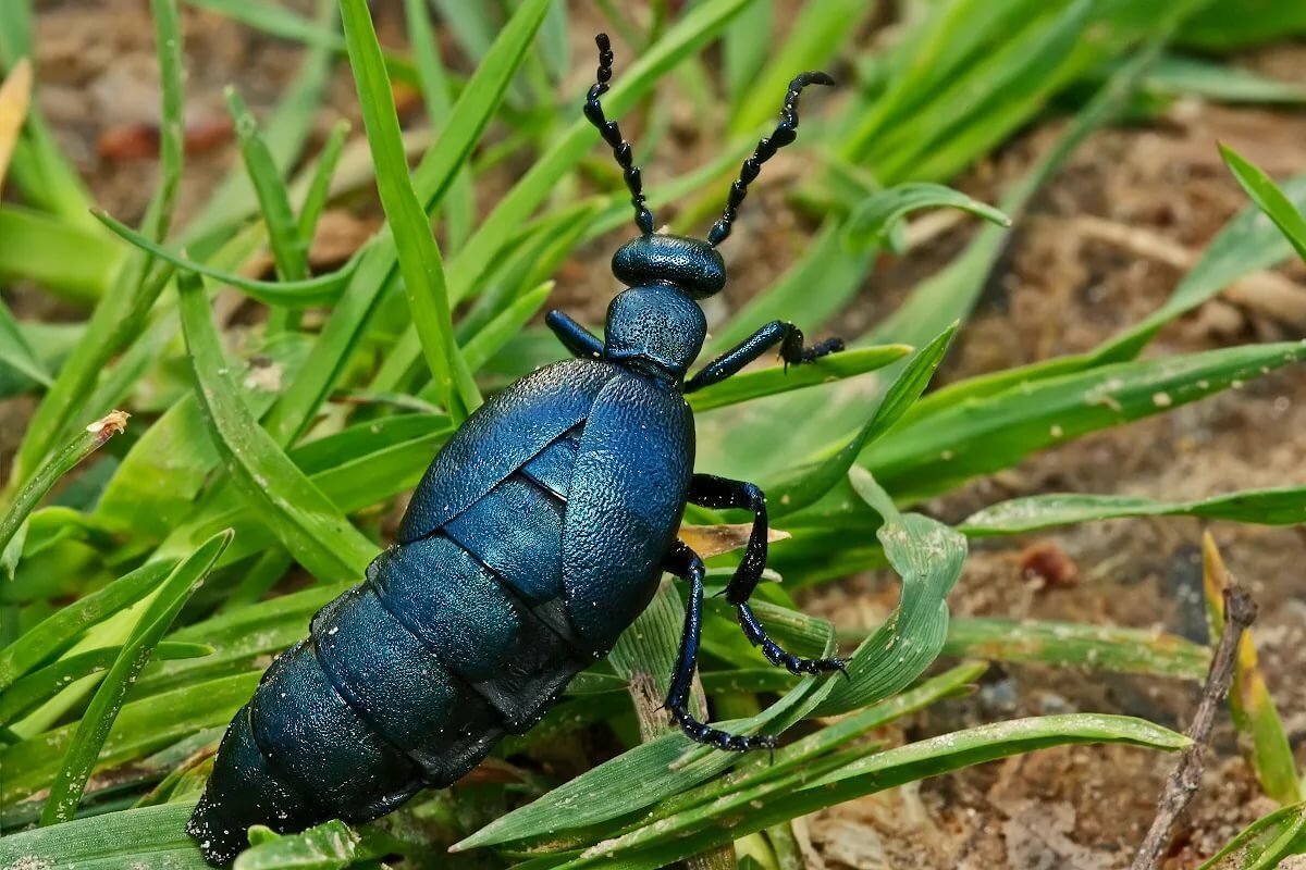 Синий Жук  Meloe violaceus