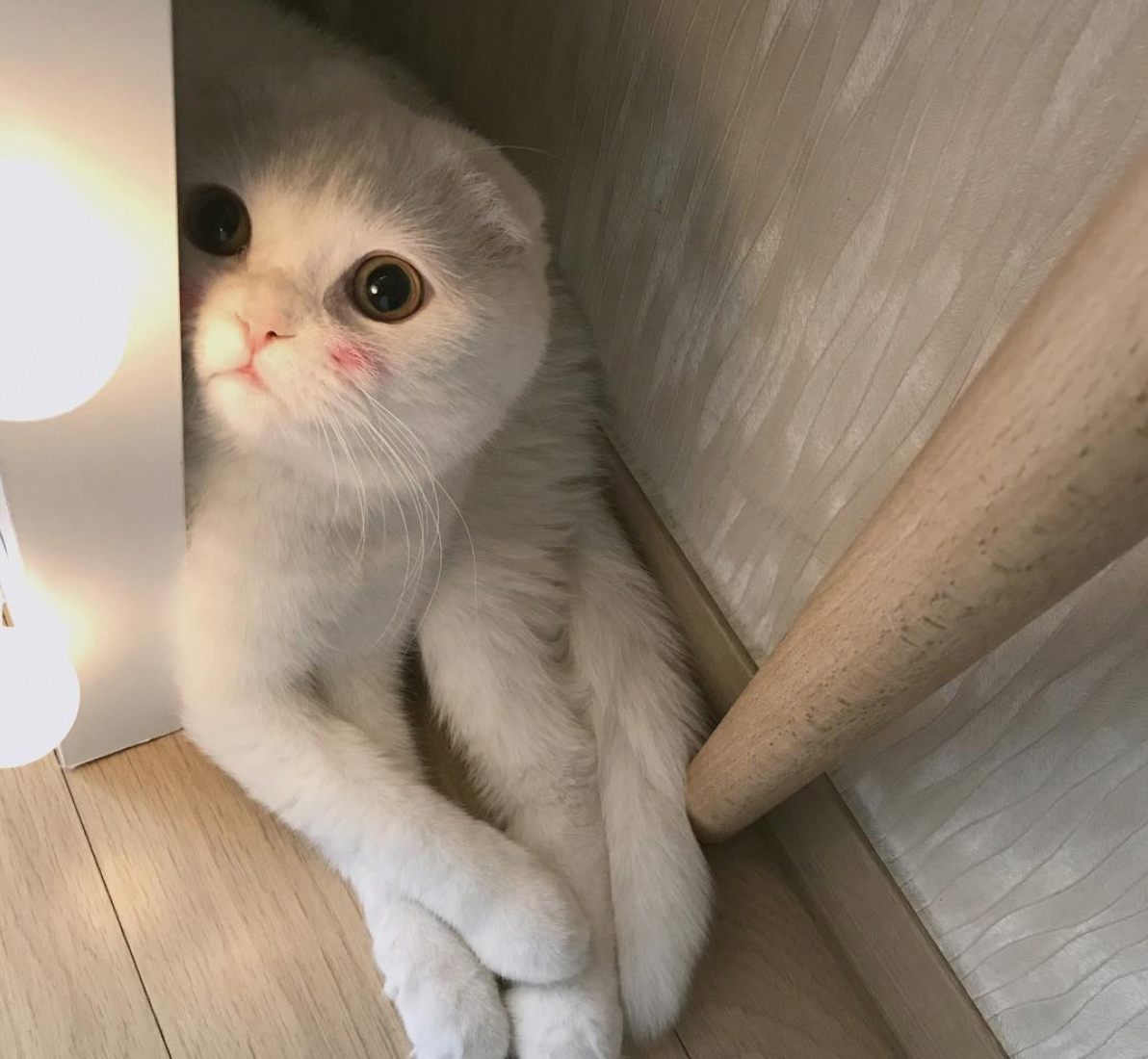 Шотландская вислоухая кошка Эстетика