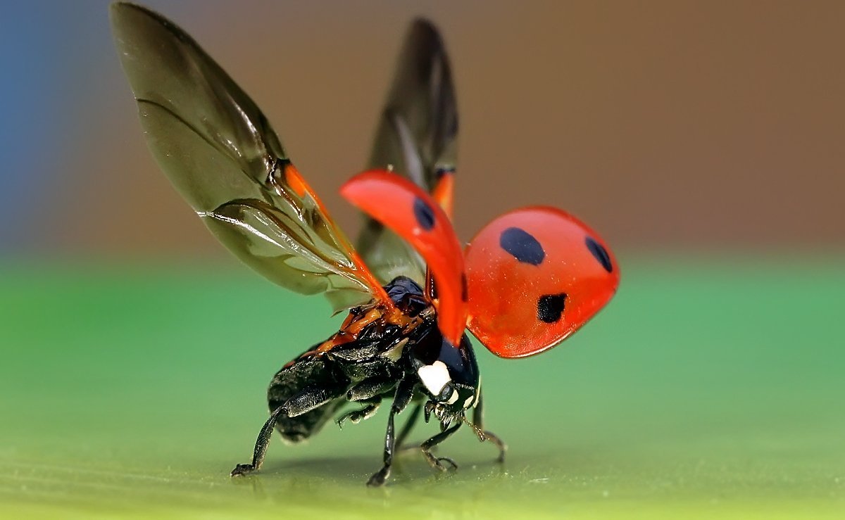 Божья коровка надкрылья