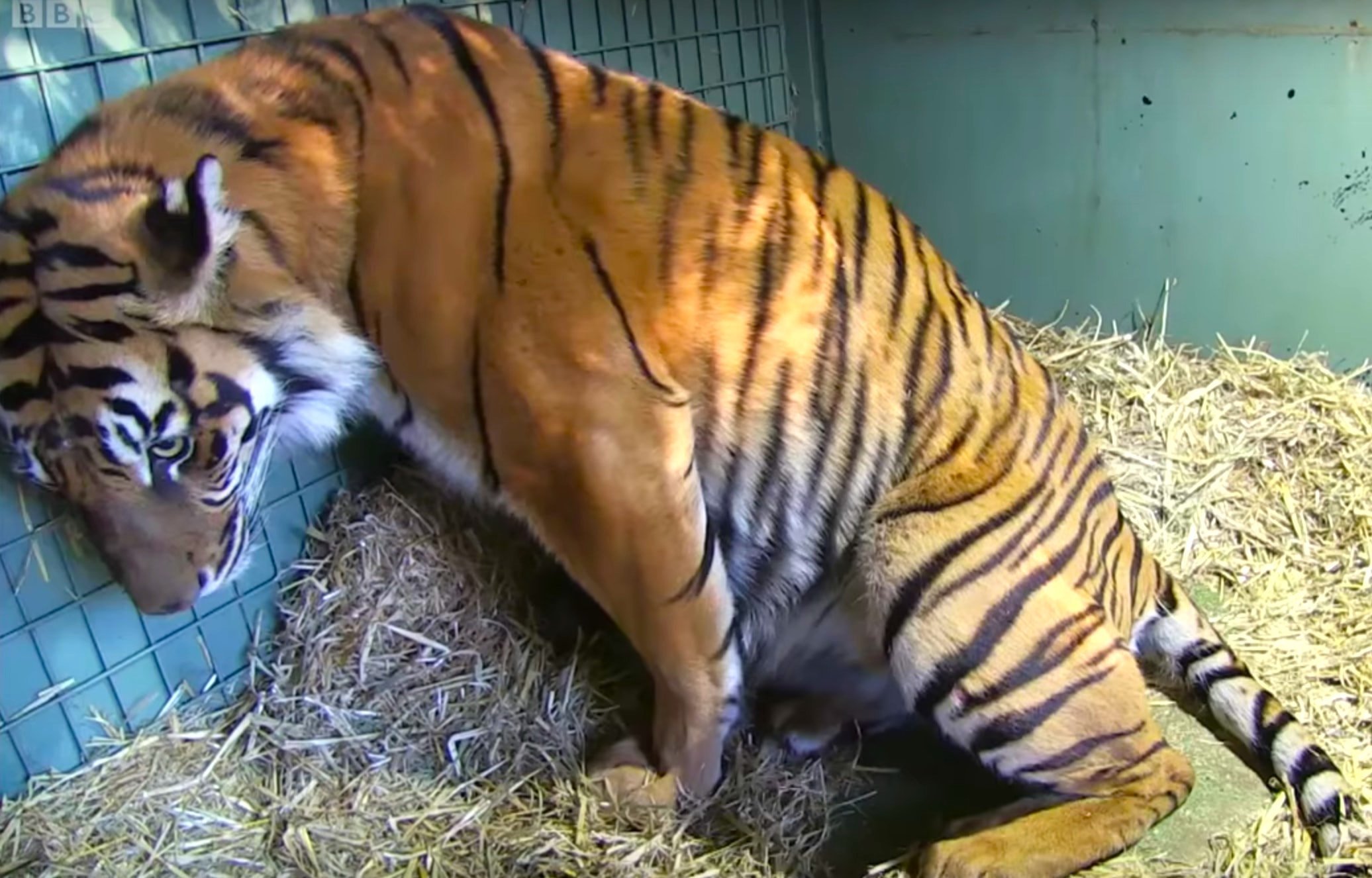 Мужчина рожденный тигр. Тигренок рожает.