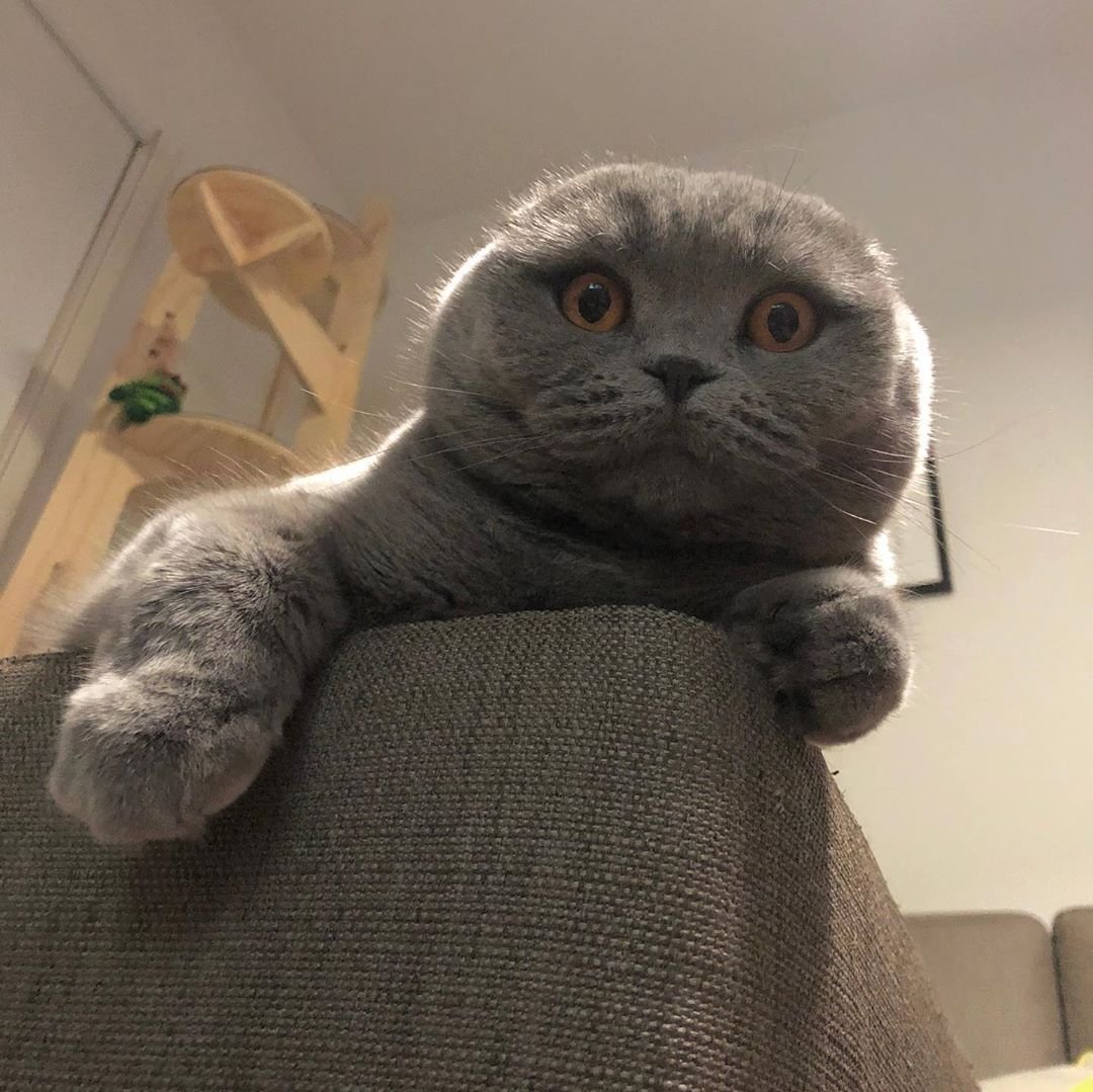 Шотландская вислоухая кошка гибрид