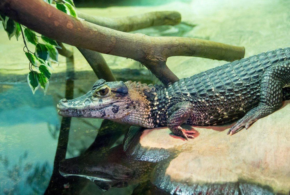 Гавиаловый крокодил (Tomistoma schlegelii)