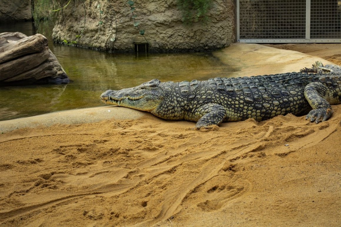 Широкомордый Кайман