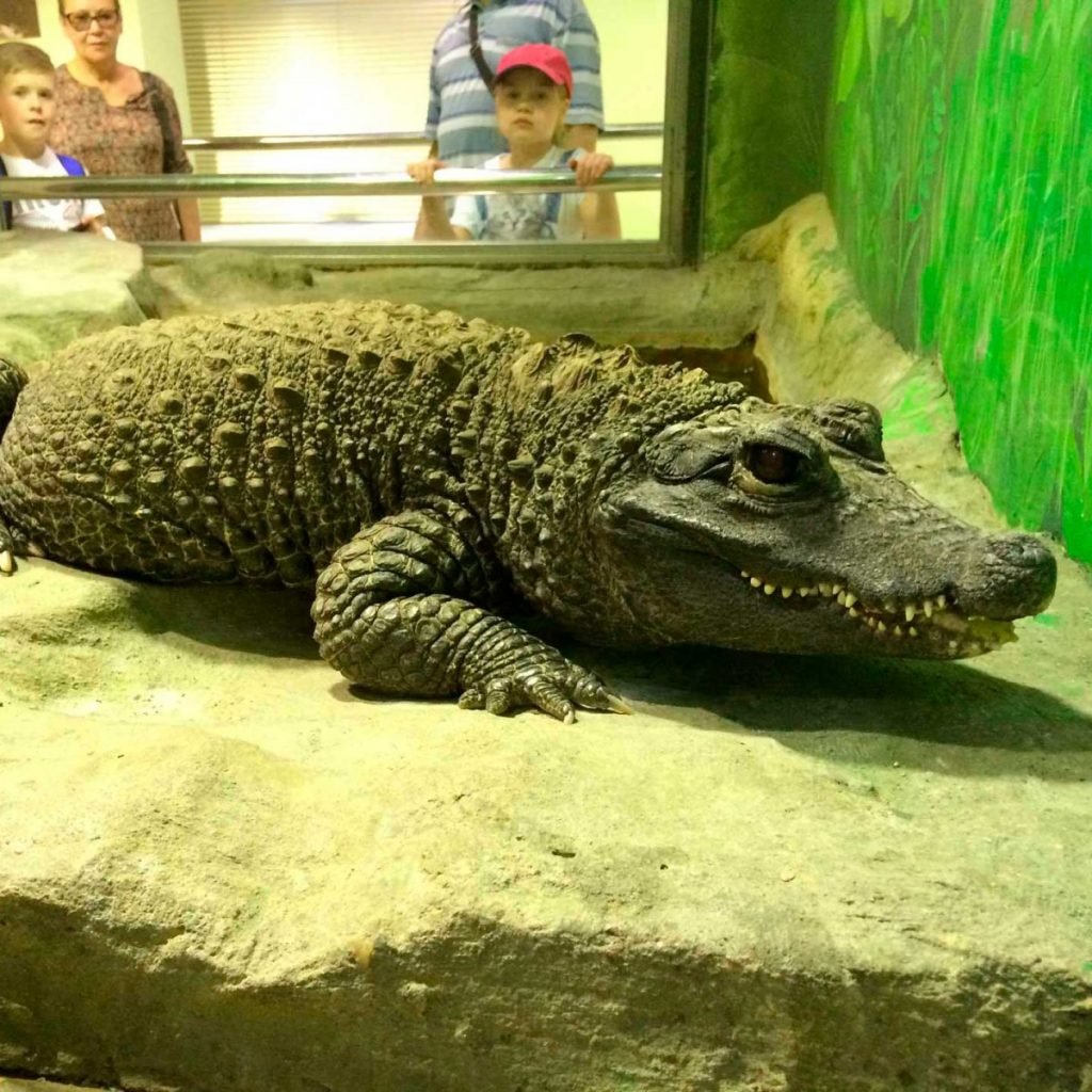 Миссисипский Аллигатор Ленинградский зоопарк