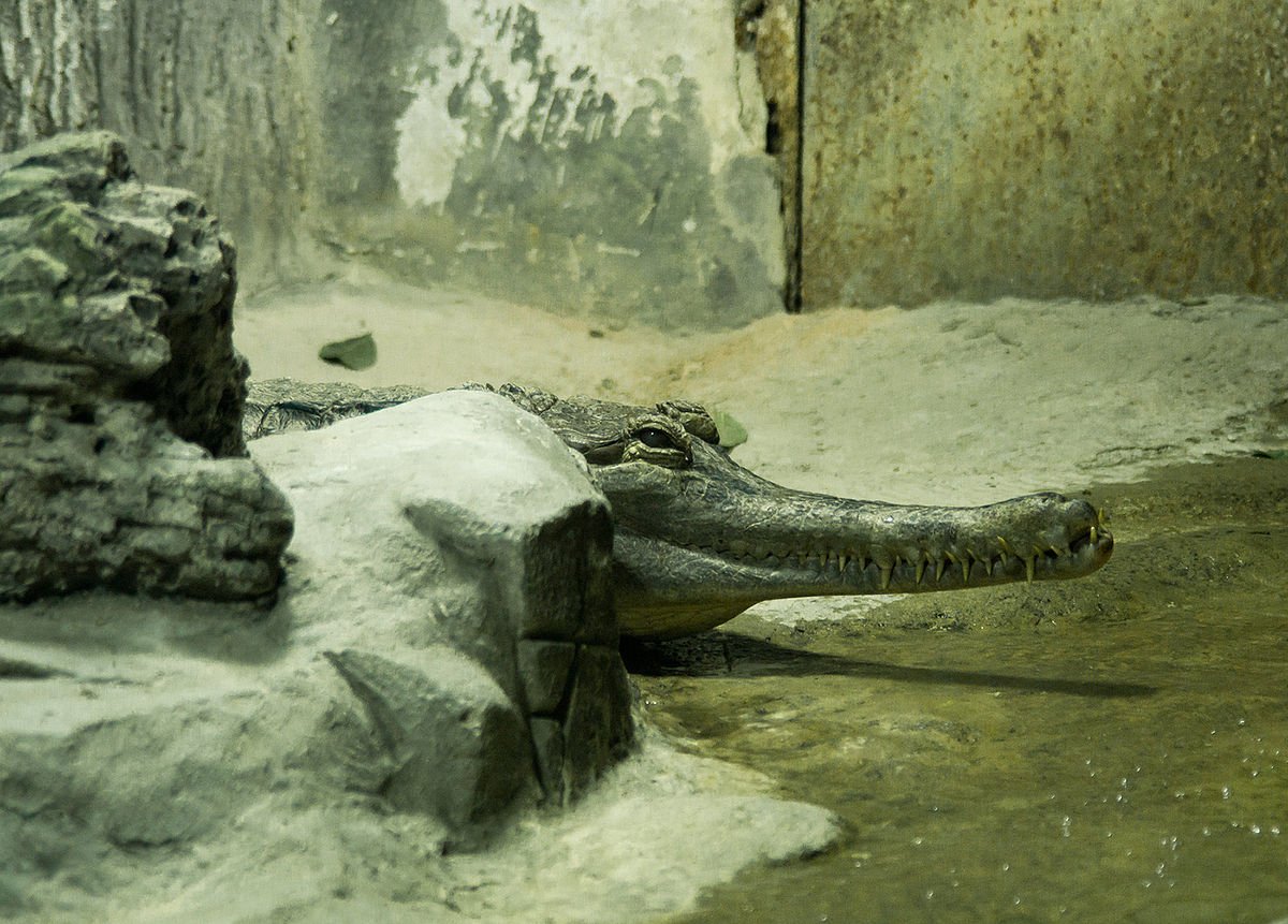 Гавиаловый крокодил в Московском зоопарке