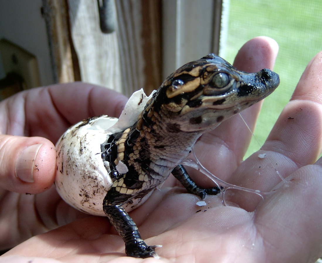 Крокодил Аллигатор гавиал сравнение