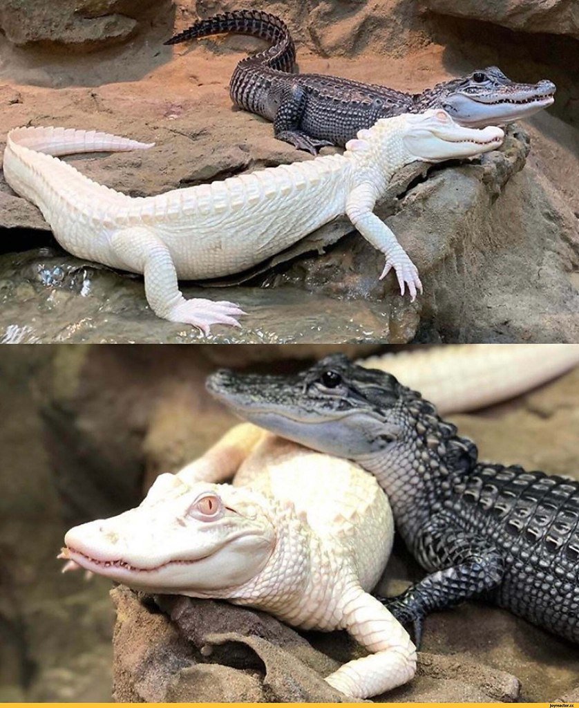 Аллигатор меланист