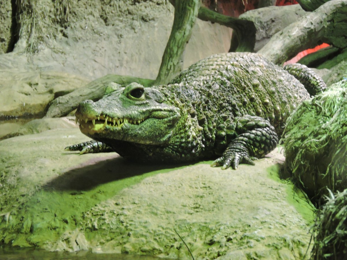 Кайман крокодиловый взрослый