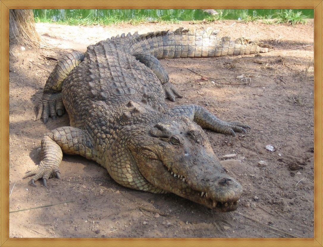 Миссисипский Аллигатор зоопарк