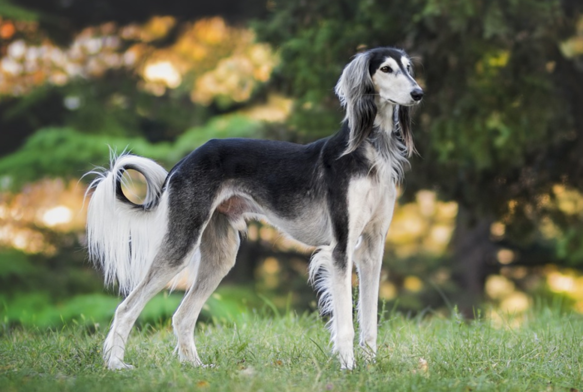 Персидская борзая салюки