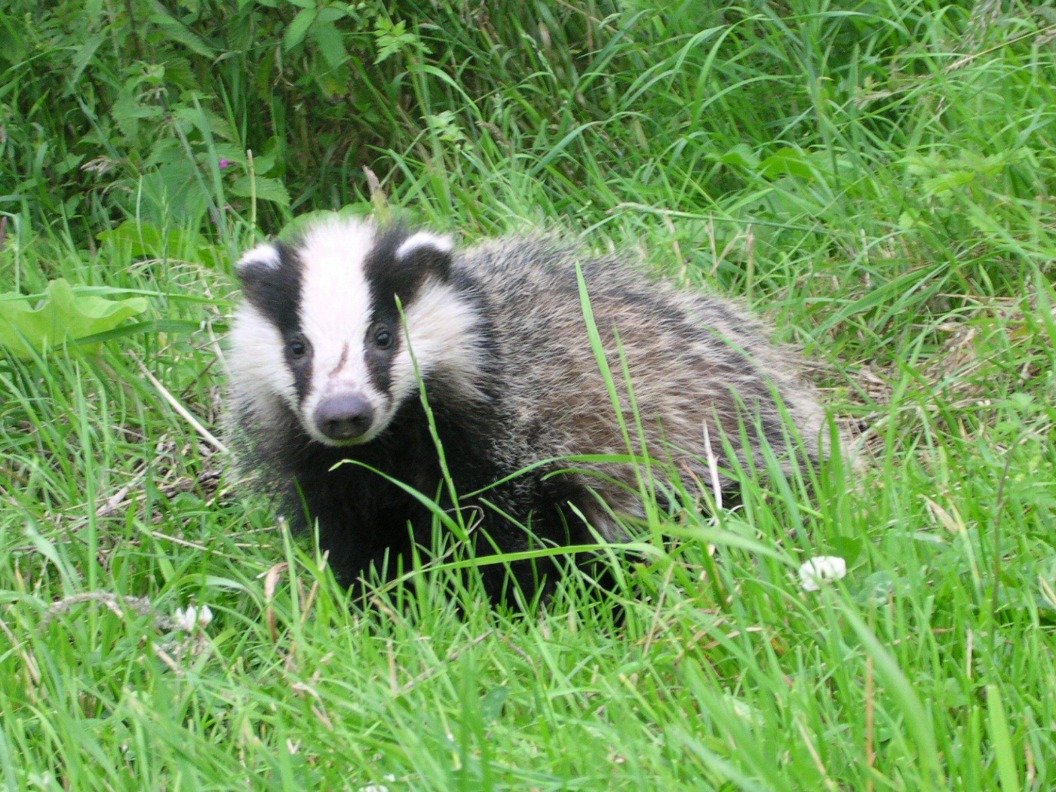 Барсук кавказский заповедник