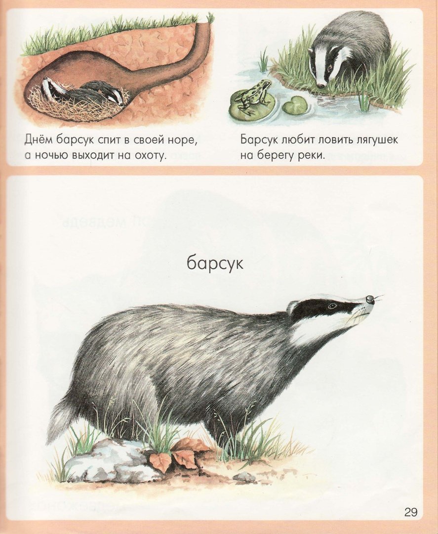 Чем питается барсук