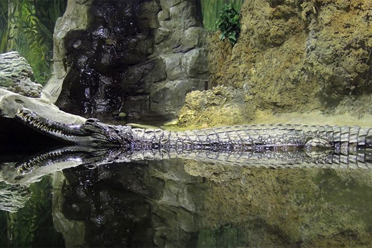 Самка крокодила в Московском зоопарке