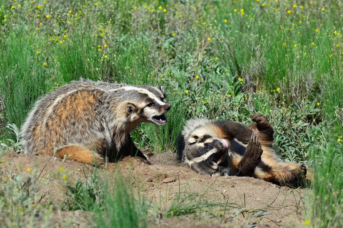 Барсук и лиса