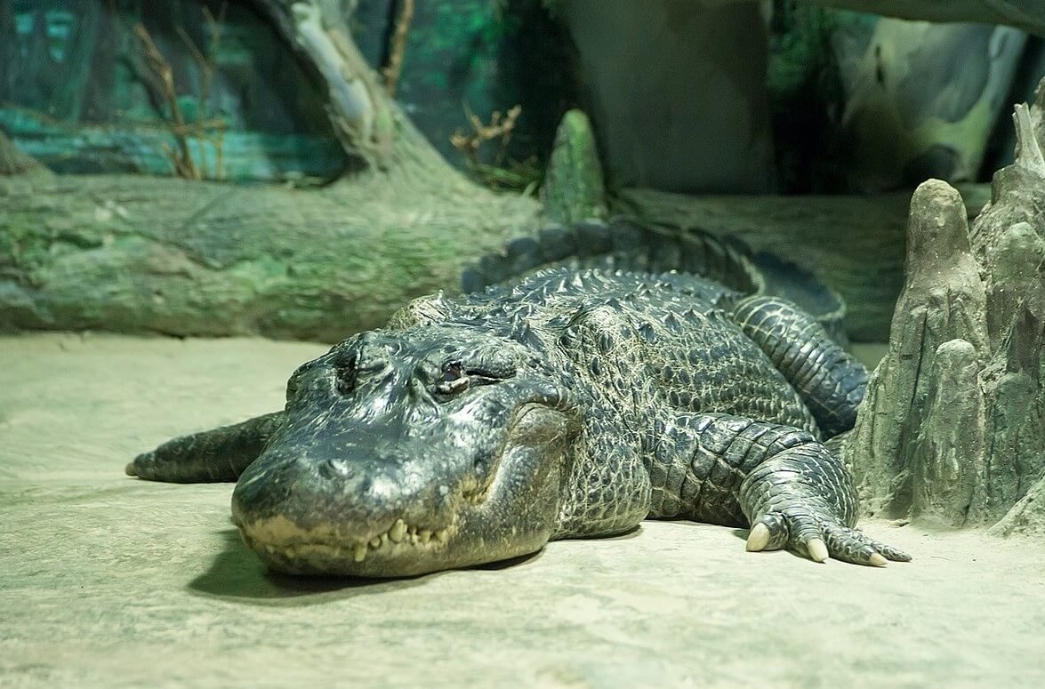Нильский крокодил в Московском зоопарке