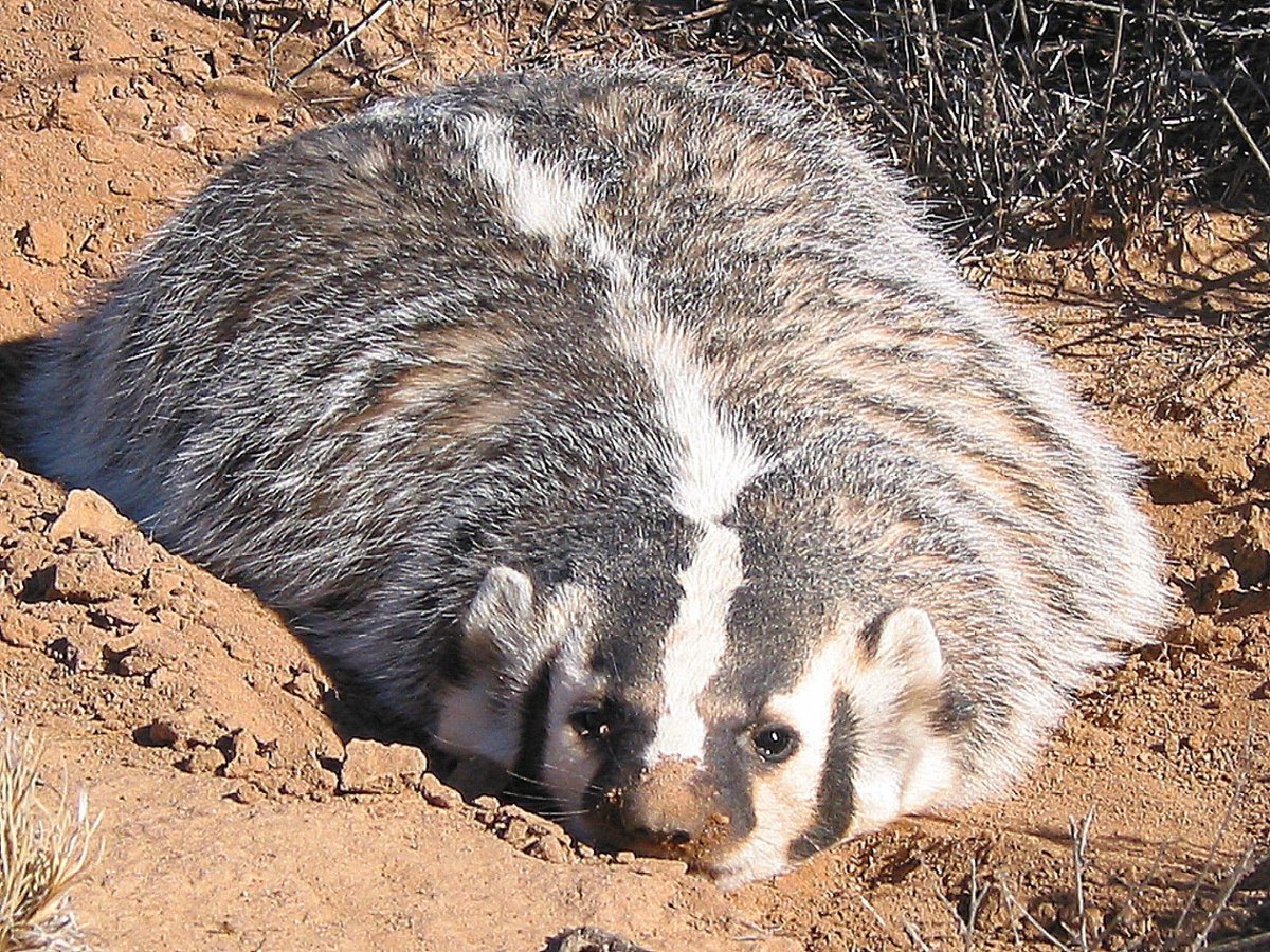 Американские Барсуки (Taxidea Taxus)