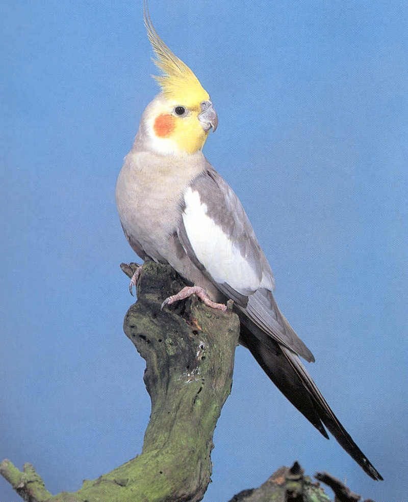 Какаду корелла волнистый