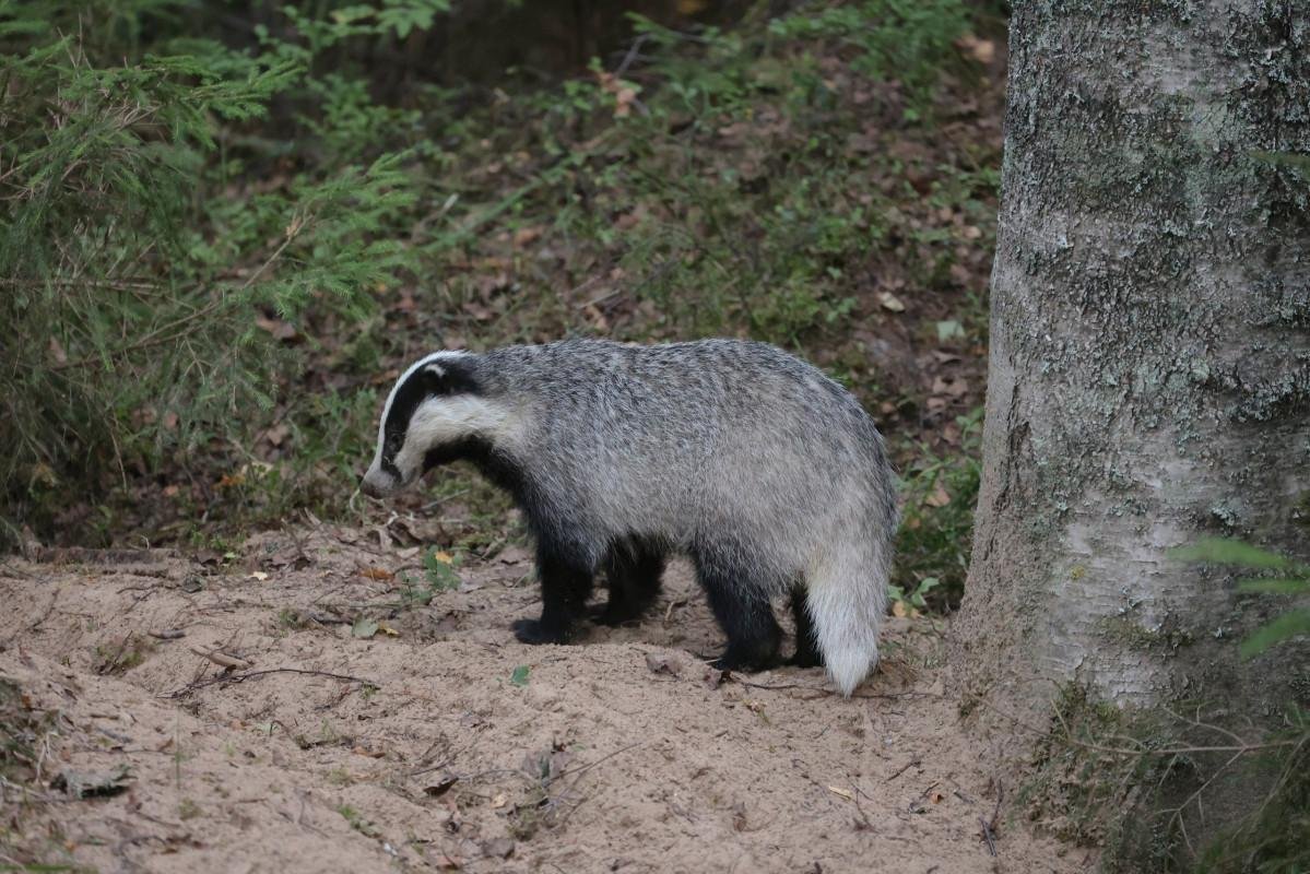 Семья Барсуков фото
