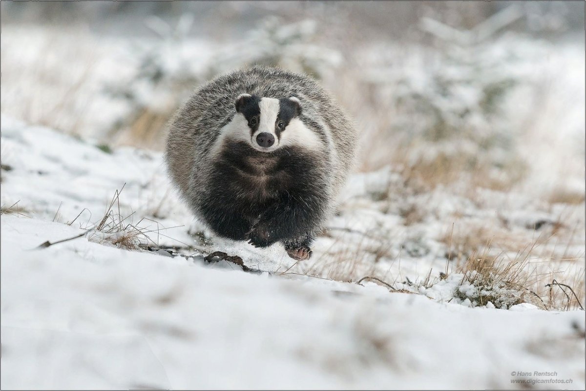 Енот медоед