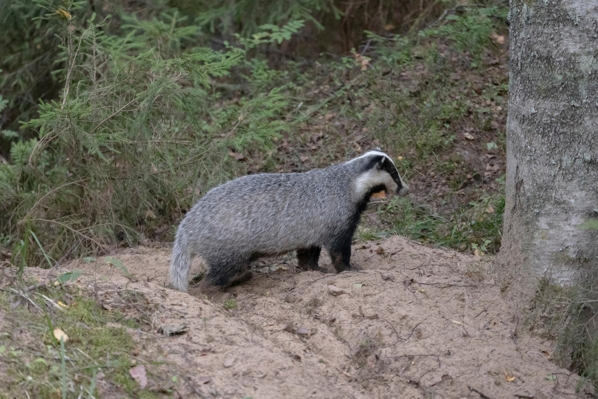 Семья Барсуков фото
