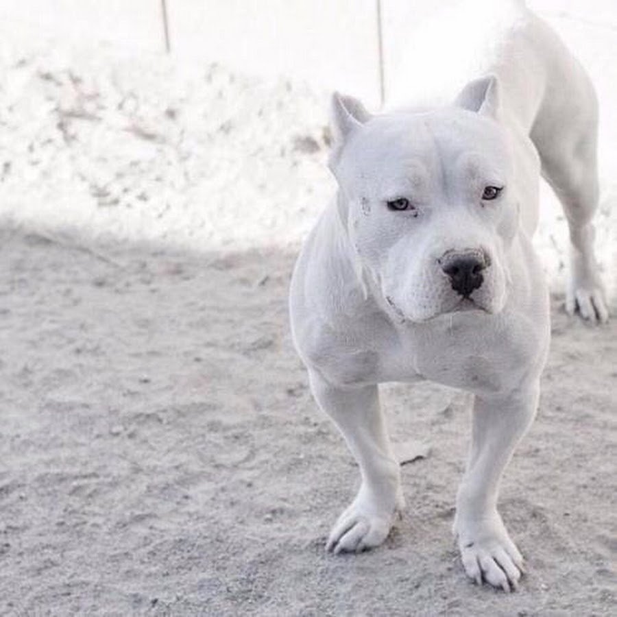 Американский стаффордширский терьер альбинос