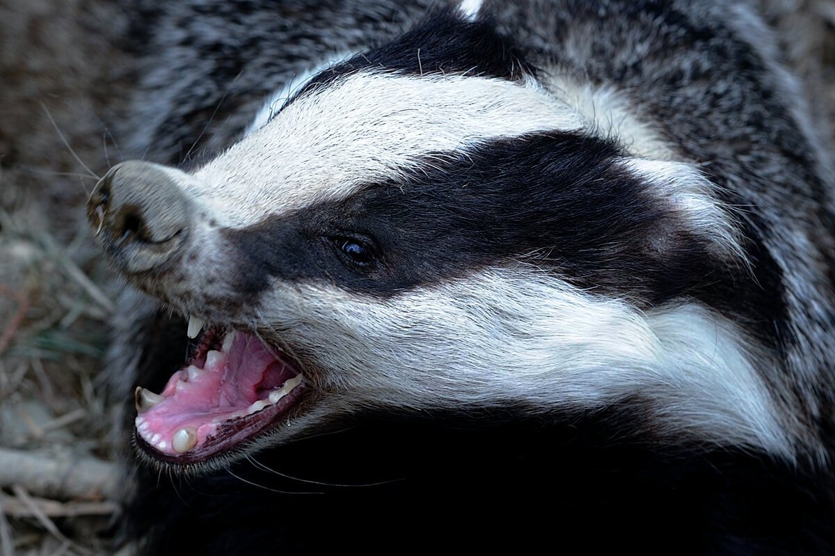 Барсук сидя