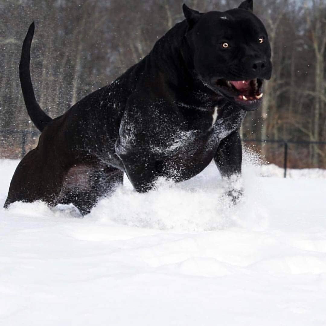 Канарский дог черного окраса