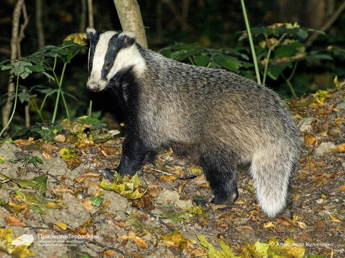 Барсук Уральский