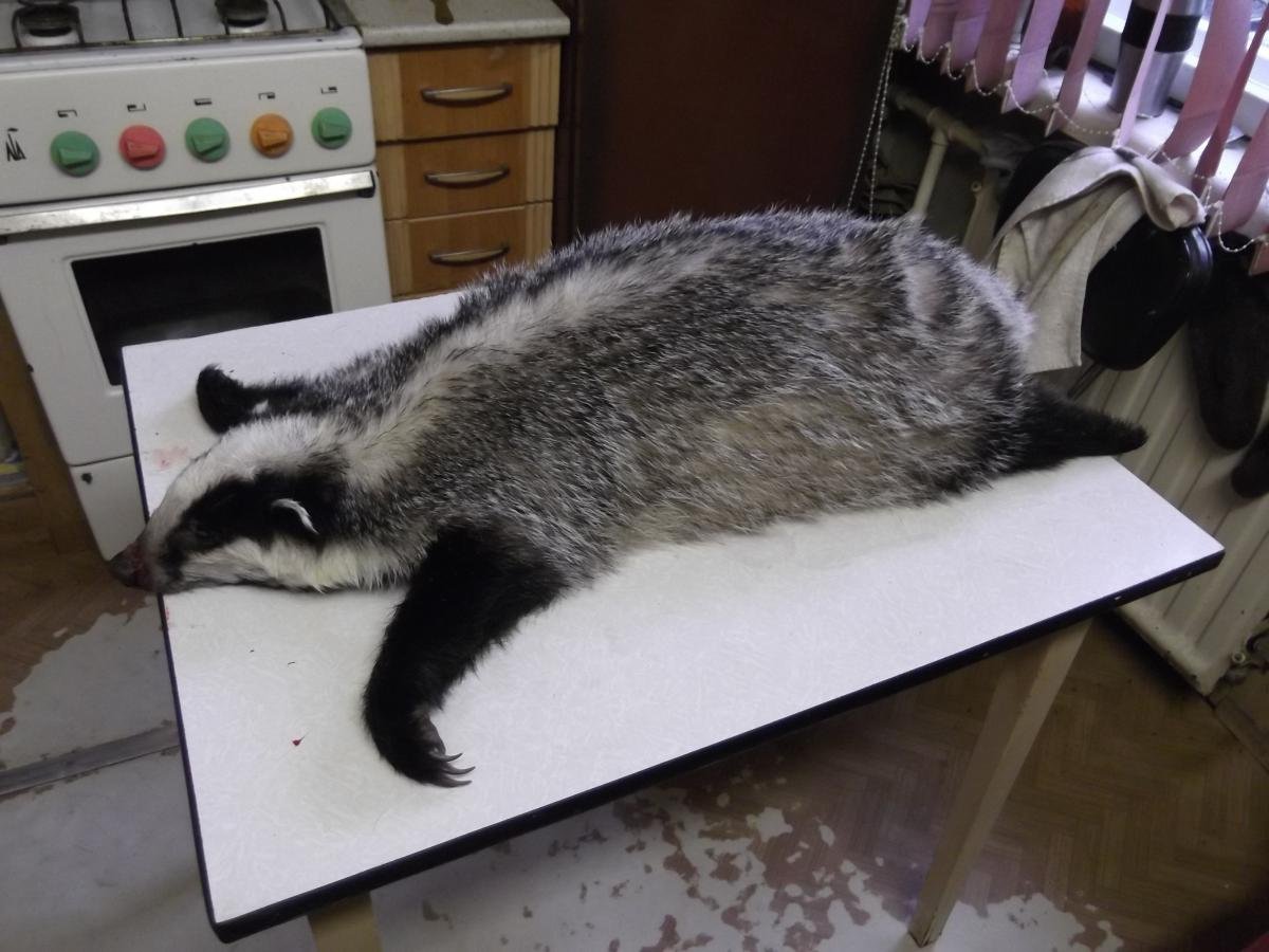 Барсуки Ставропольский край