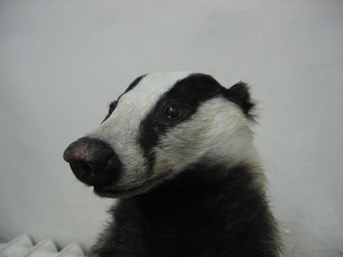 Злой барсук