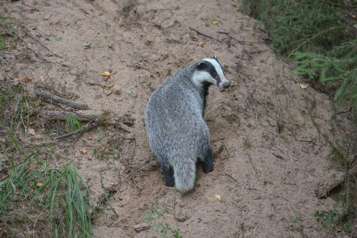 Барсук в Ленинградской области