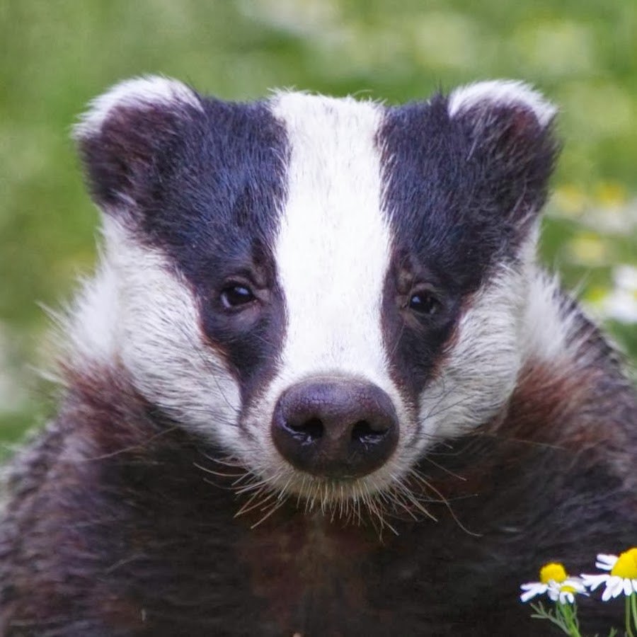 Европейский барсук