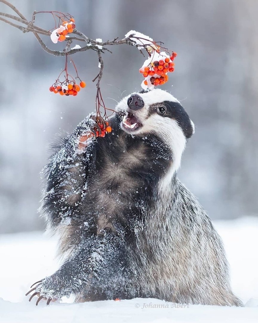 Нора барсука