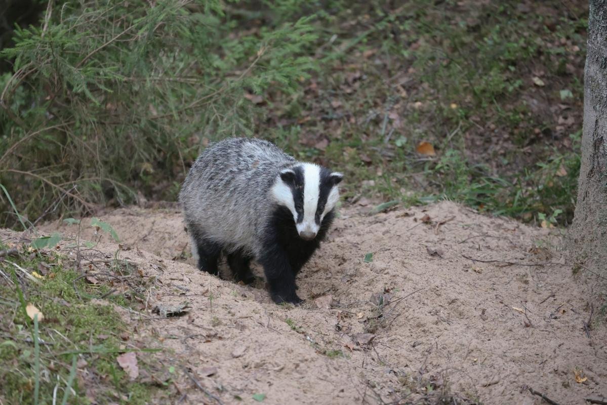 Барсук зимой