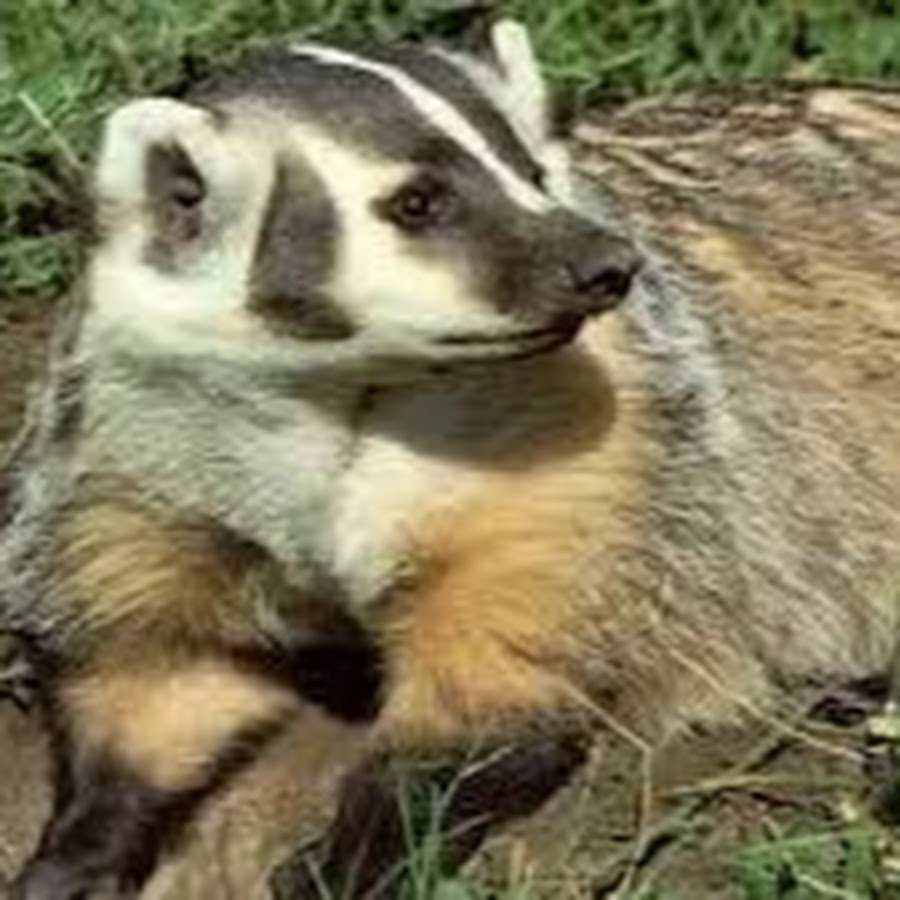 Енот в снегу