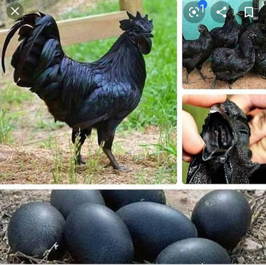 Аям Цемани курятник