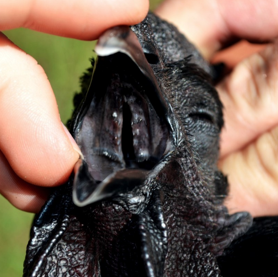 Аям Цемани цыплята