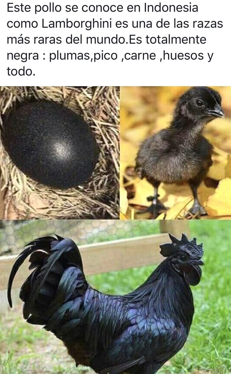 Черные куры Аям Цемани